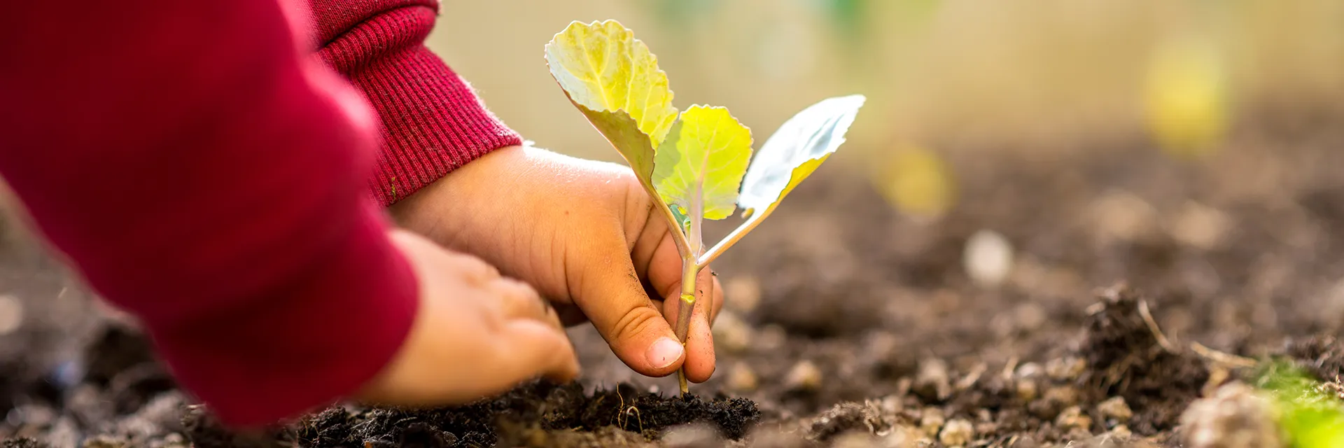 Wachsen Sie mit AMF – profitieren Sie von 35-Stunden-Wochen, Betriebsrestaurant, Job-Bike, Sonderurlaub und weiteren Vorteile Hände setzen ein junges Pflänzchen in die Erde – Symbolbild für Wachstum und besondere Leistungen bei AMF