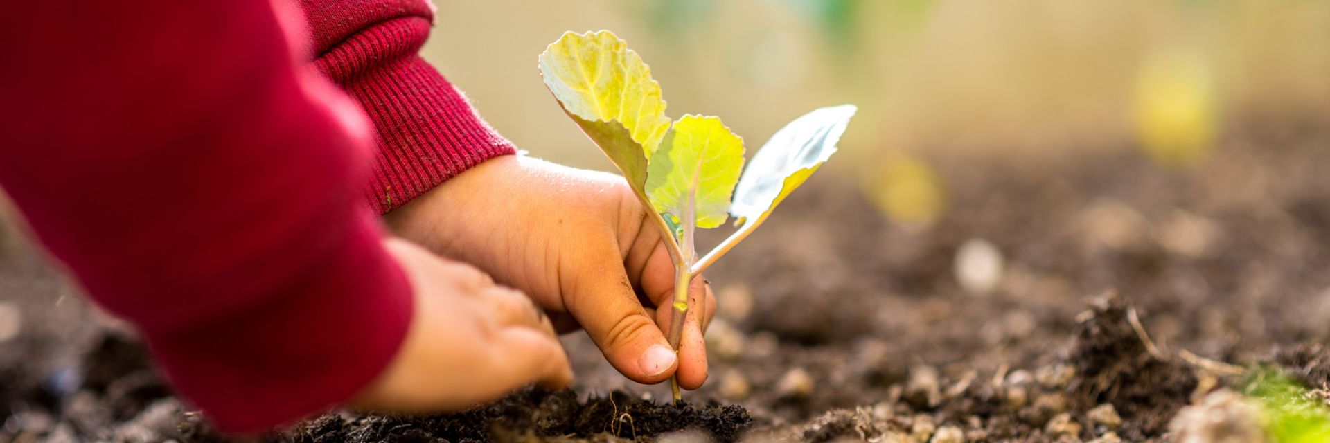 Wachsen Sie mit AMF – profitieren Sie von 35-Stunden-Wochen, Betriebsrestaurant, Job-Bike, Sonderurlaub und weiteren Vorteile Hände setzen ein junges Pflänzchen in die Erde – Symbolbild für Wachstum und besondere Leistungen bei AMF
